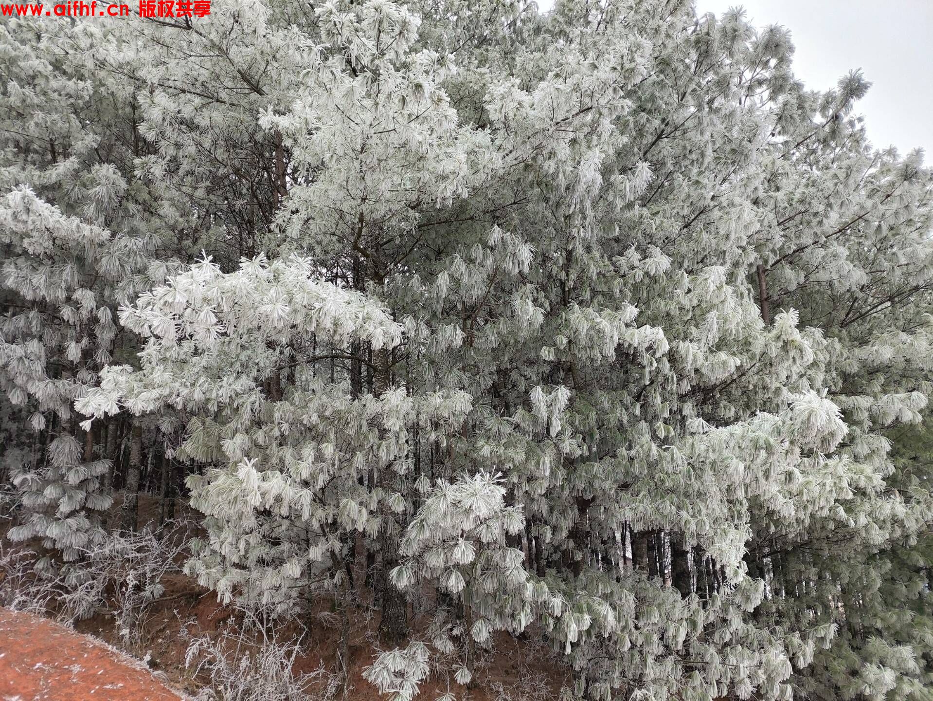 肖永进:云南＂冰雪之舞＂(AIFHF优秀图片)